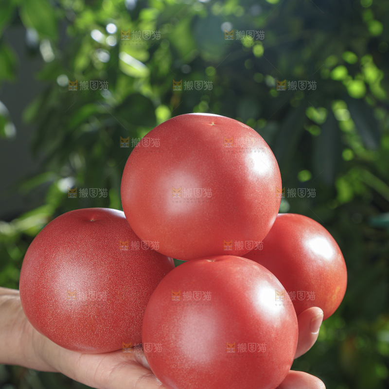普罗旺斯西红柿
