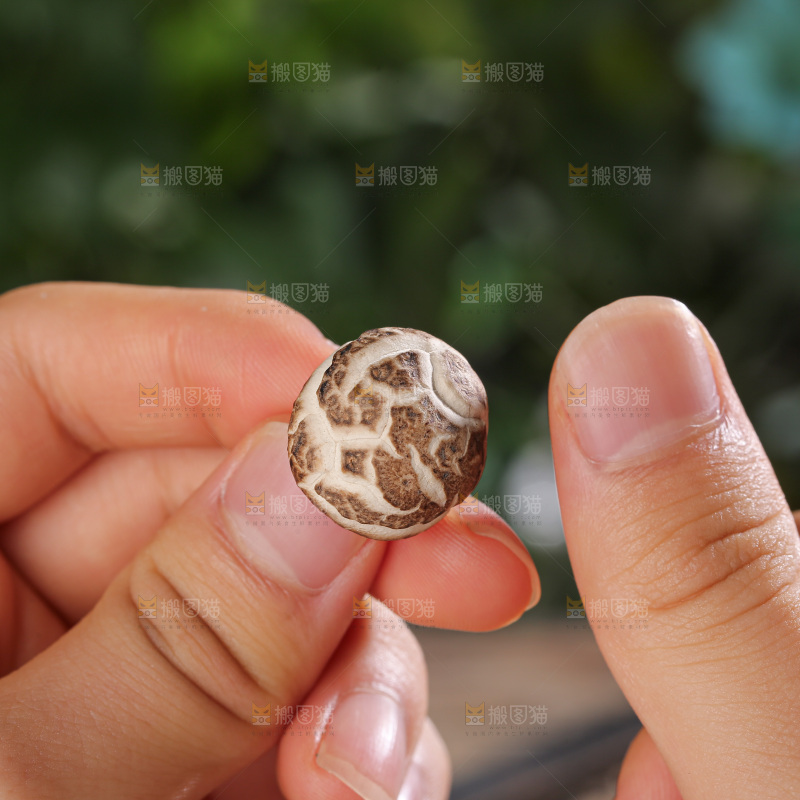 小花菇