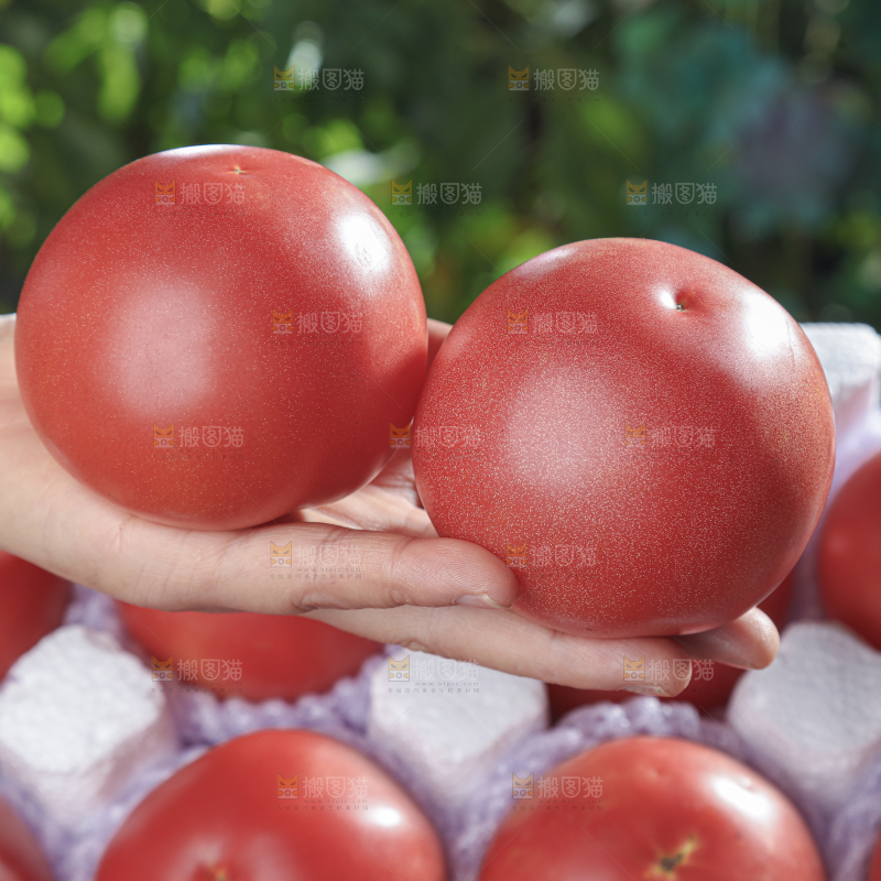 普罗旺斯西红柿