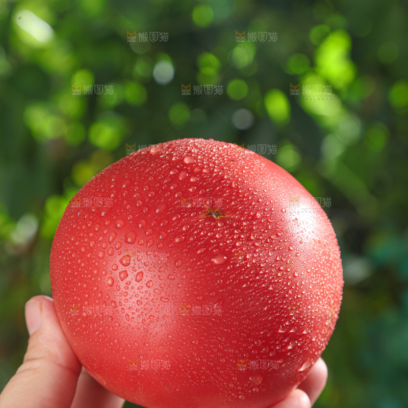 普罗旺斯西红柿