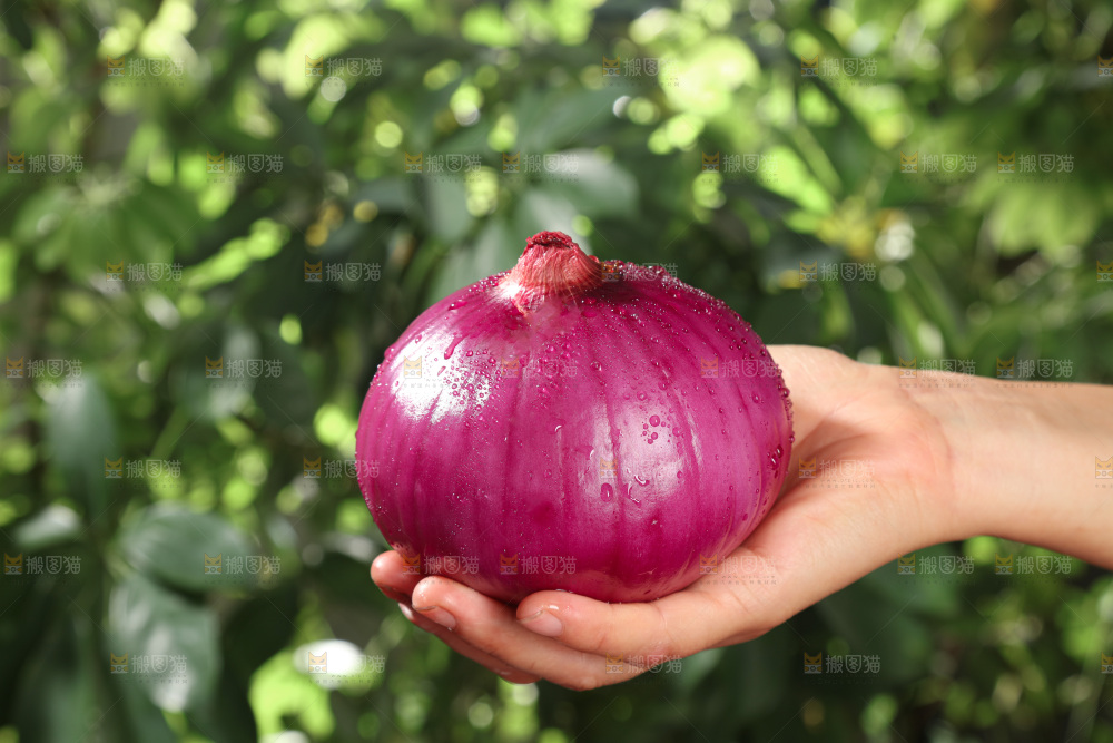洋葱