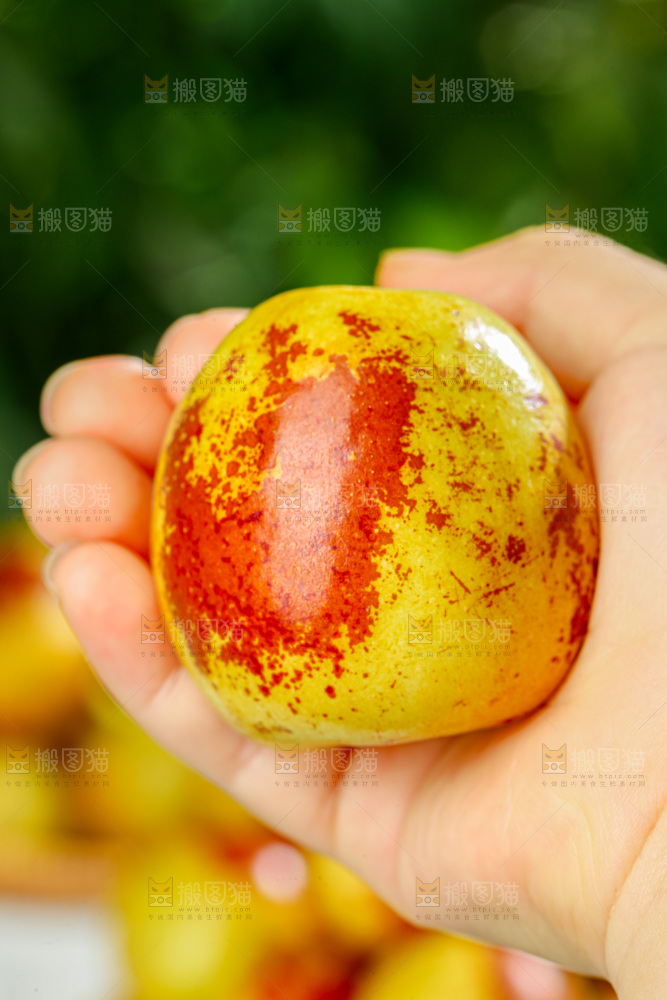 冬枣