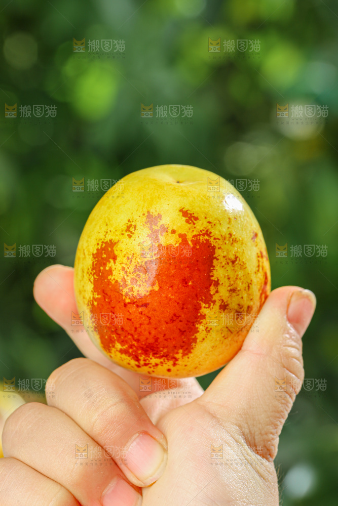 冬枣