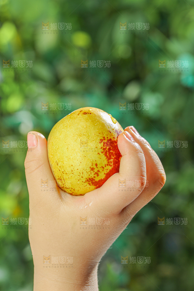 冬枣