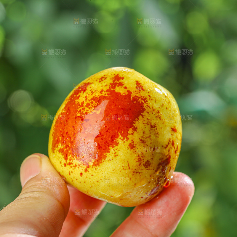 冬枣