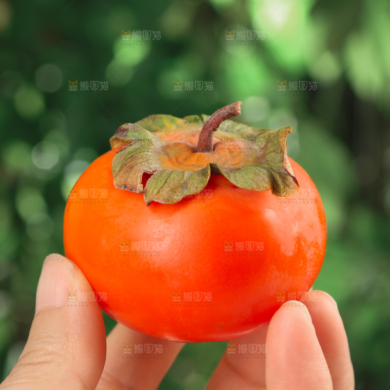 火晶柿子