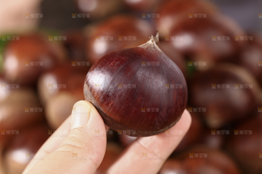 板栗
