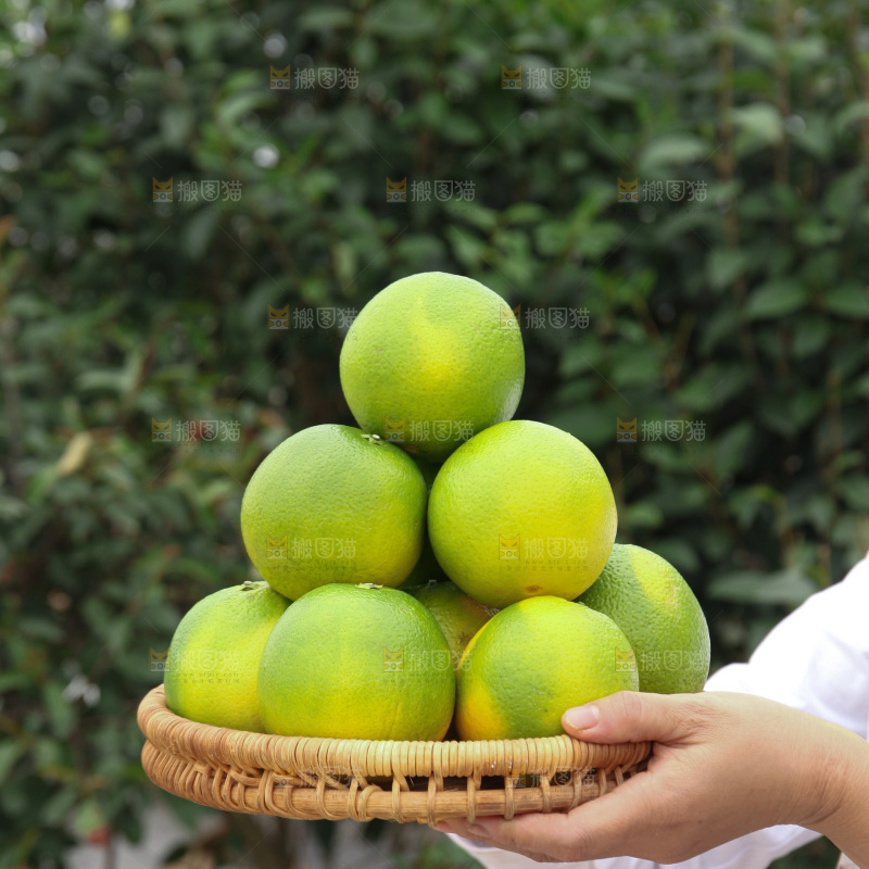 冰糖橙