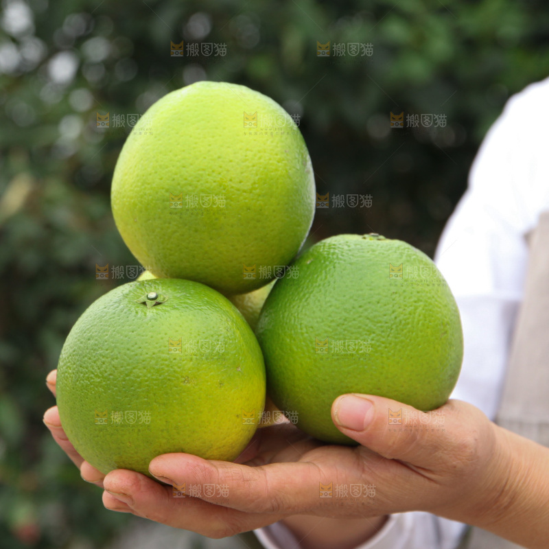 冰糖橙
