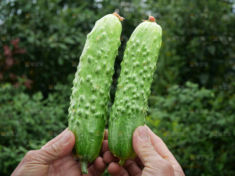旱黄瓜