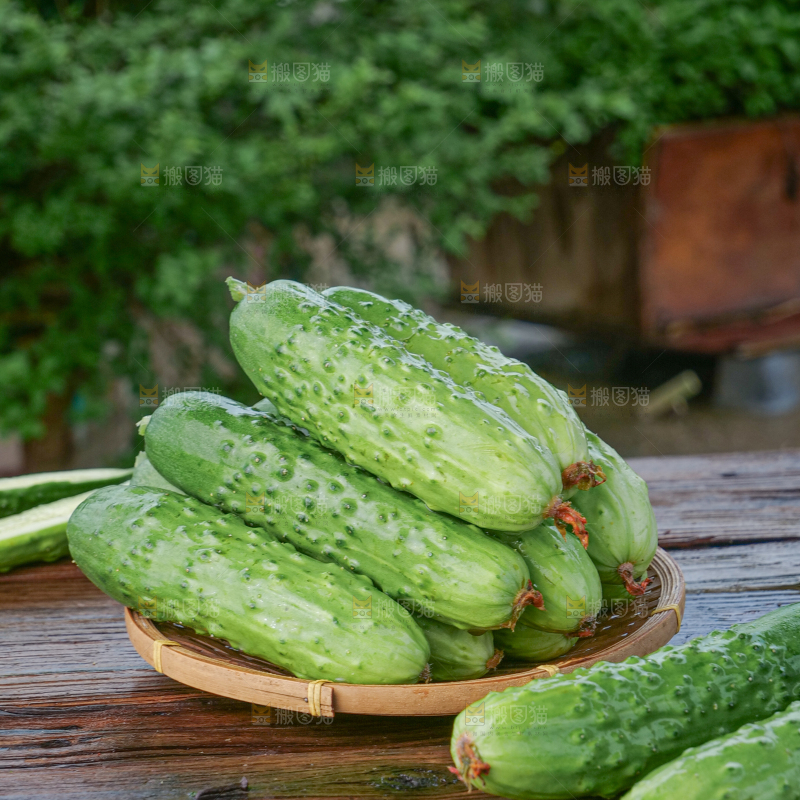 旱黄瓜