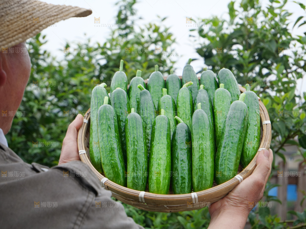 水果黄瓜