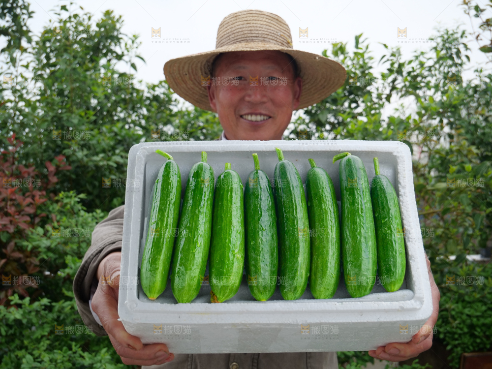 水果黄瓜