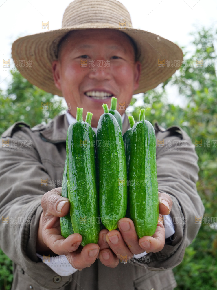 水果黄瓜