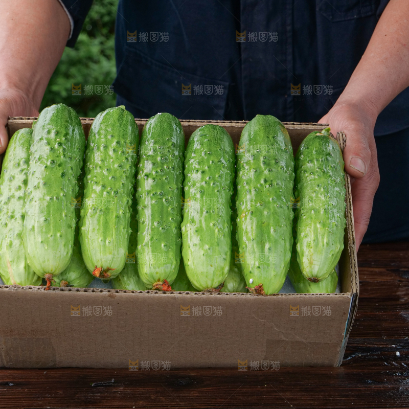 旱黄瓜