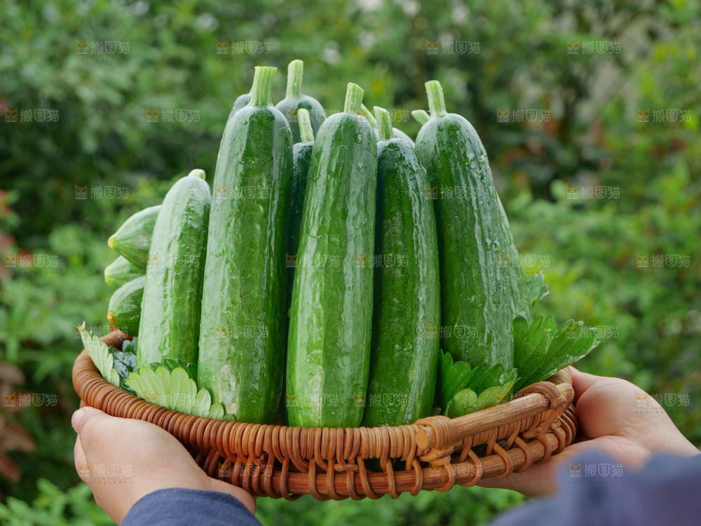 水果黄瓜