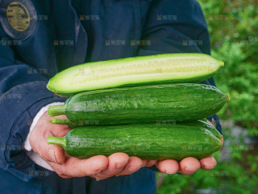 水果黄瓜