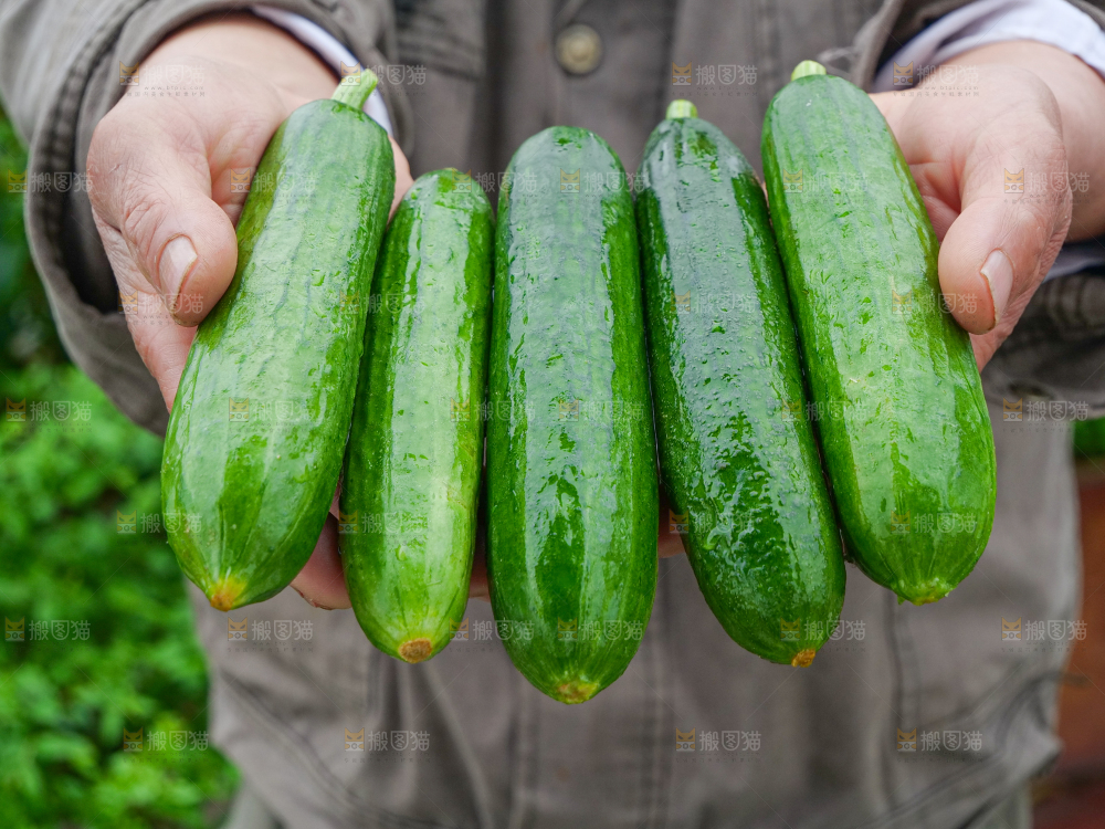 水果黄瓜