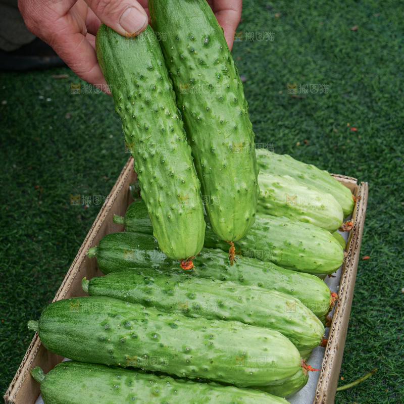 旱黄瓜