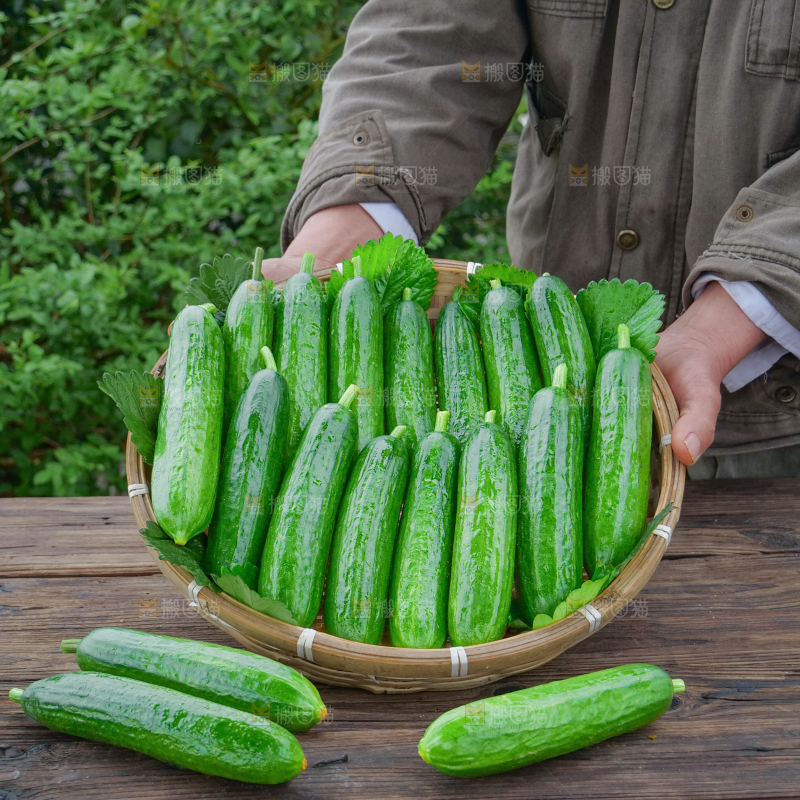 水果黄瓜