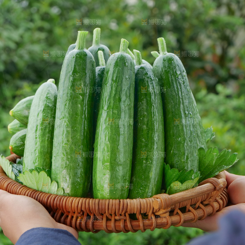 水果黄瓜