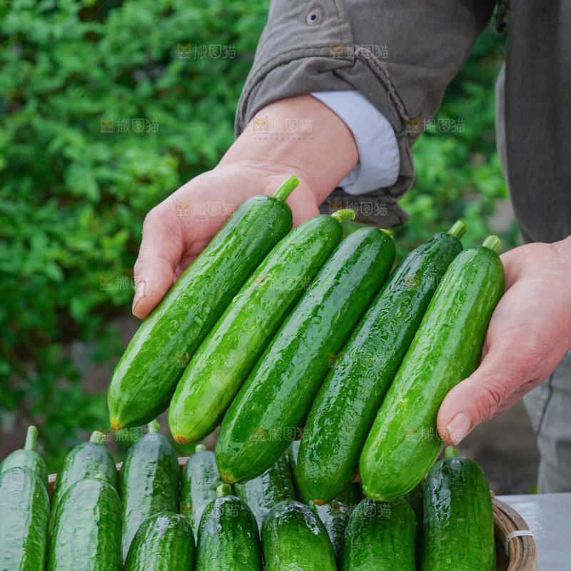 水果黄瓜