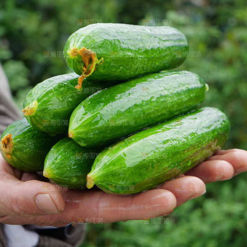 水果黄瓜