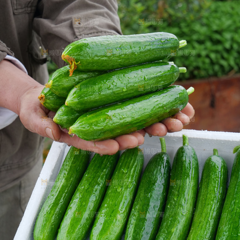 水果黄瓜