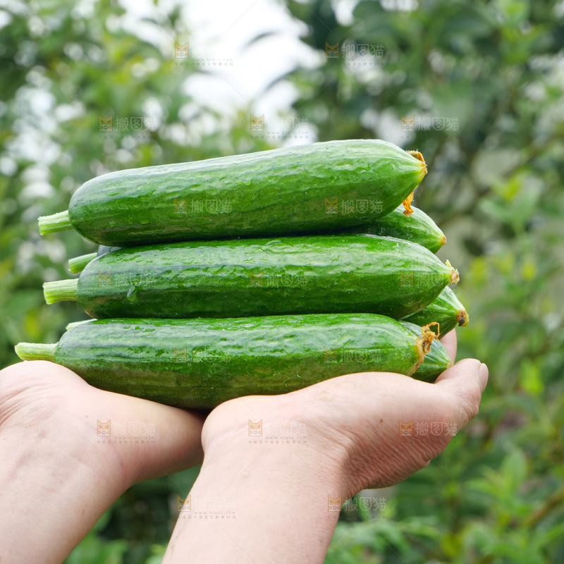水果黄瓜