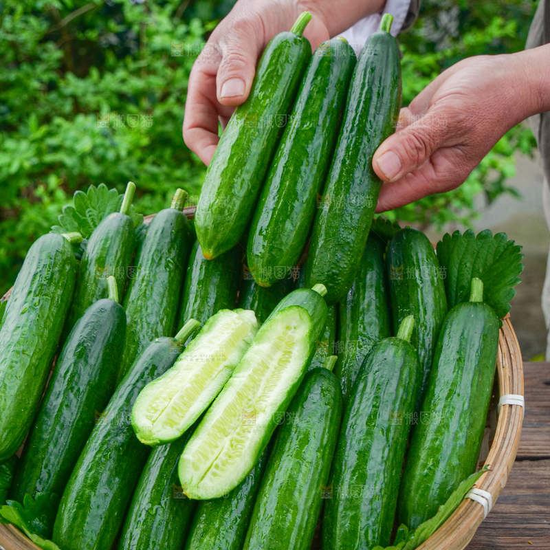 水果黄瓜