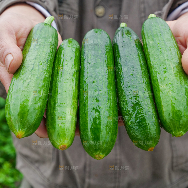 水果黄瓜