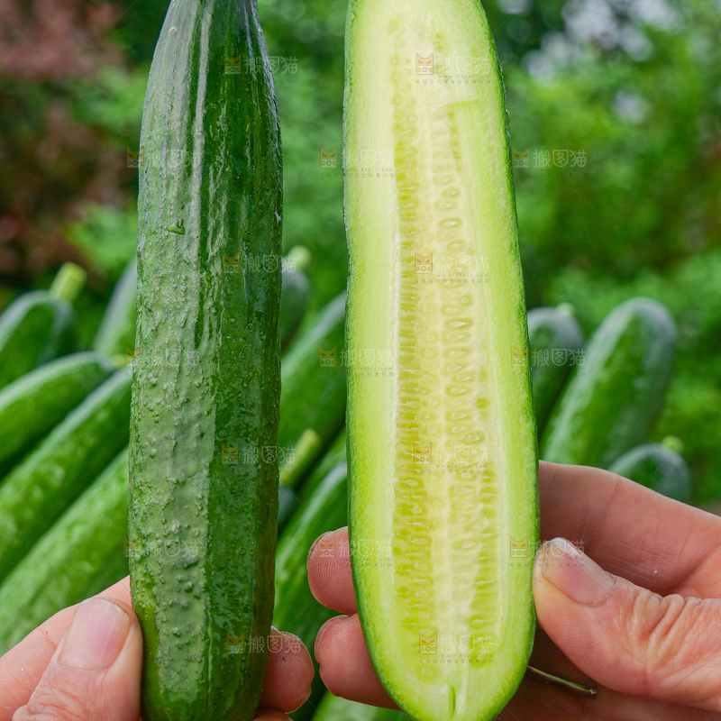 水果黄瓜