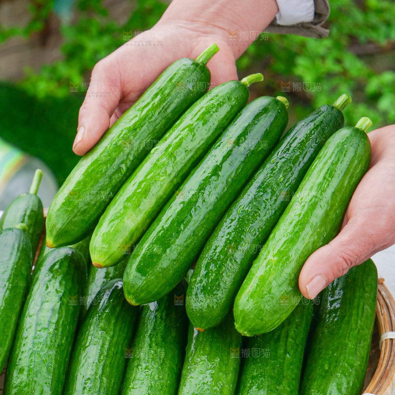 水果黄瓜