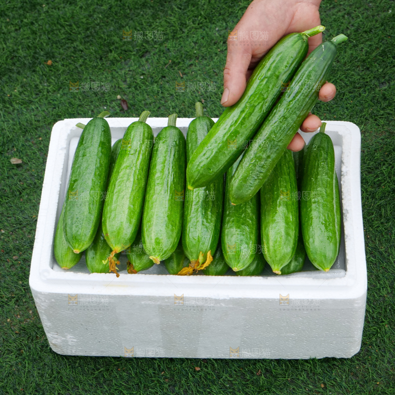 水果黄瓜