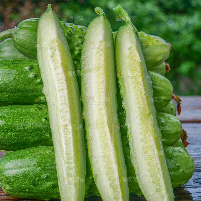 旱黄瓜