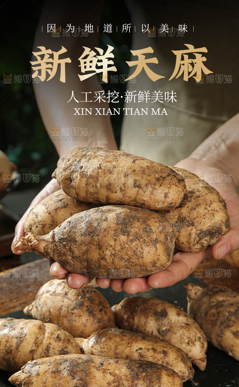 新鲜天麻详情页