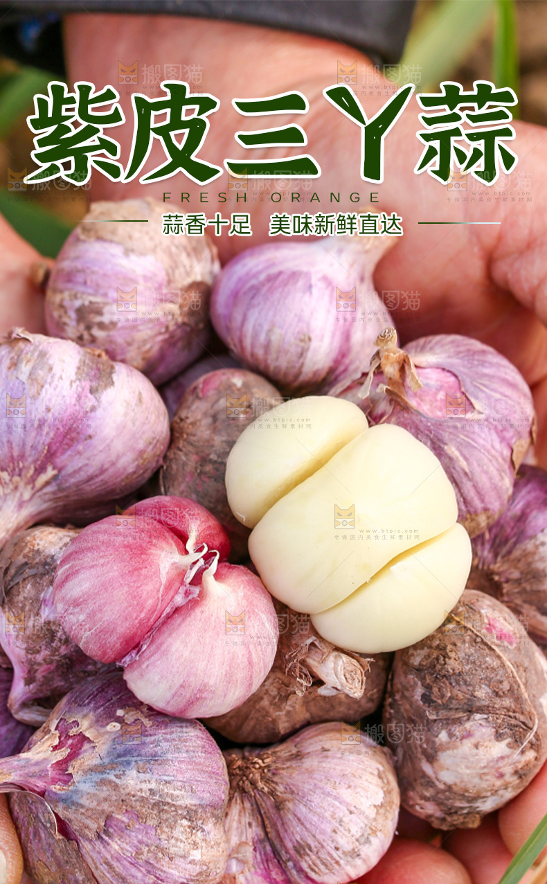 紫皮三丫蒜详情页