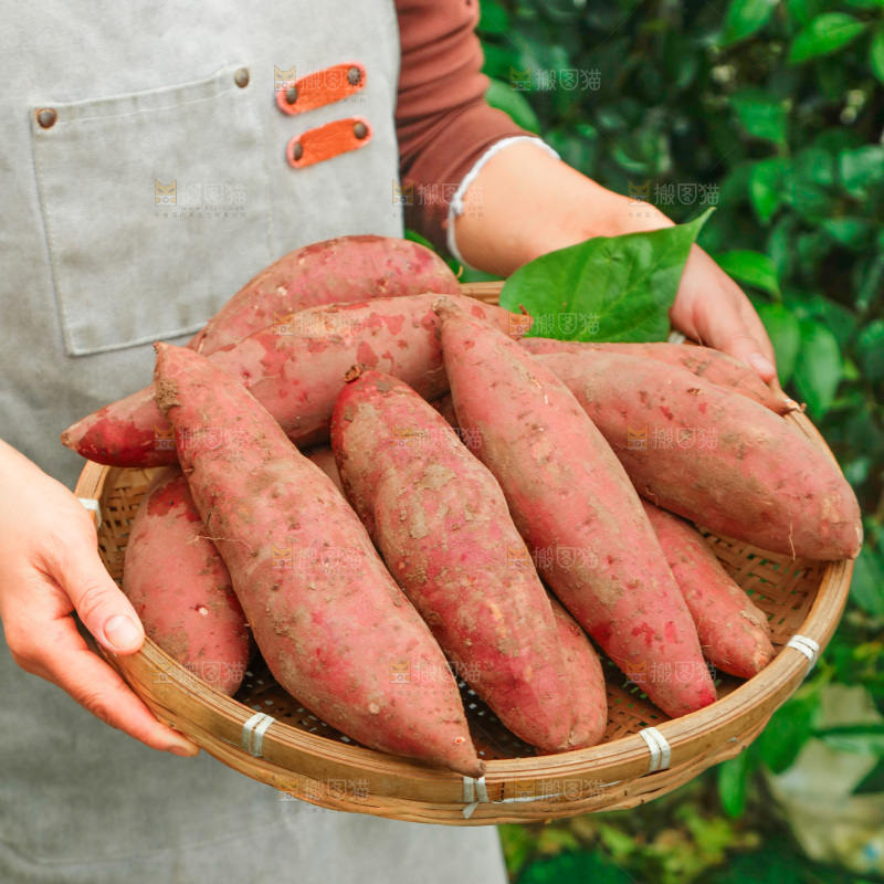 红心蜜薯