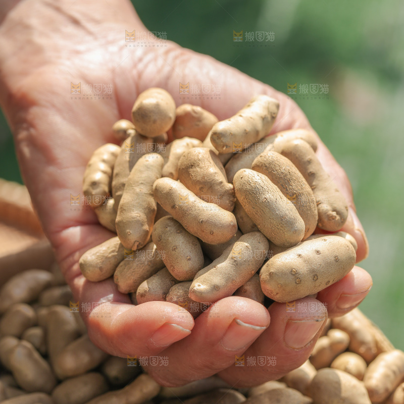 山药豆