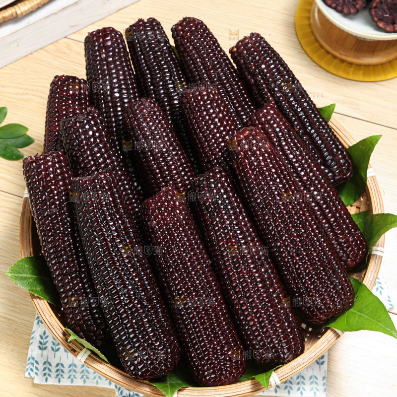 黑糯玉米