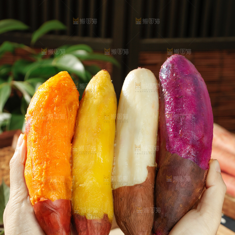 四色蜜薯
