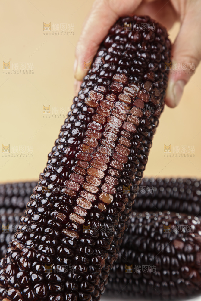 黑糯玉米