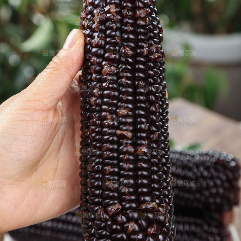黑糯玉米