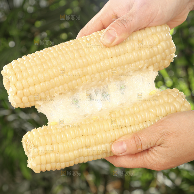 白糯玉米