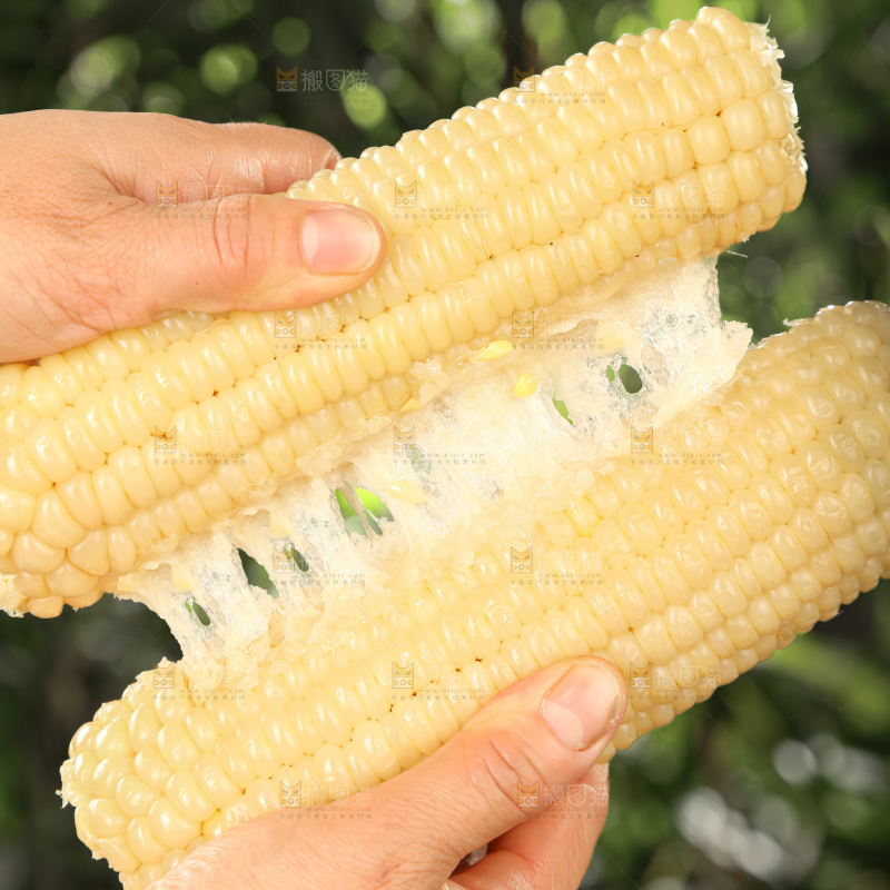 白糯玉米
