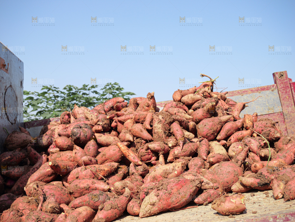 红薯
