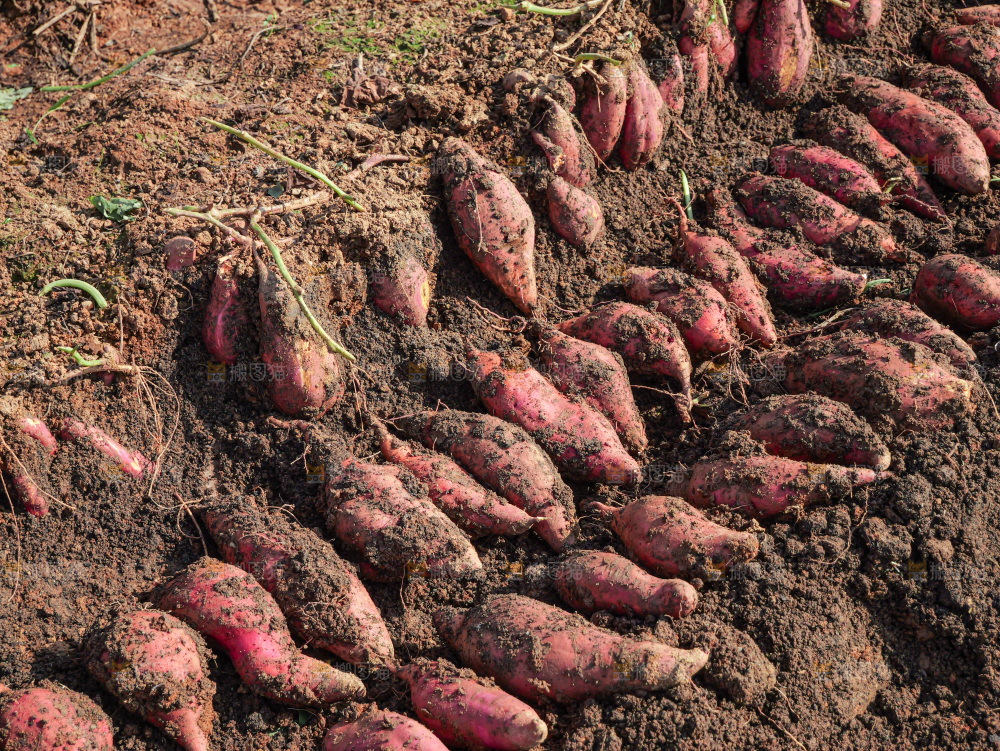 红薯