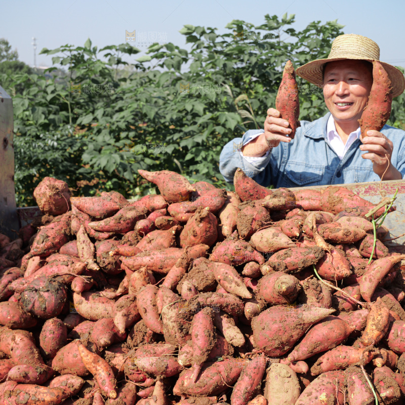 红薯