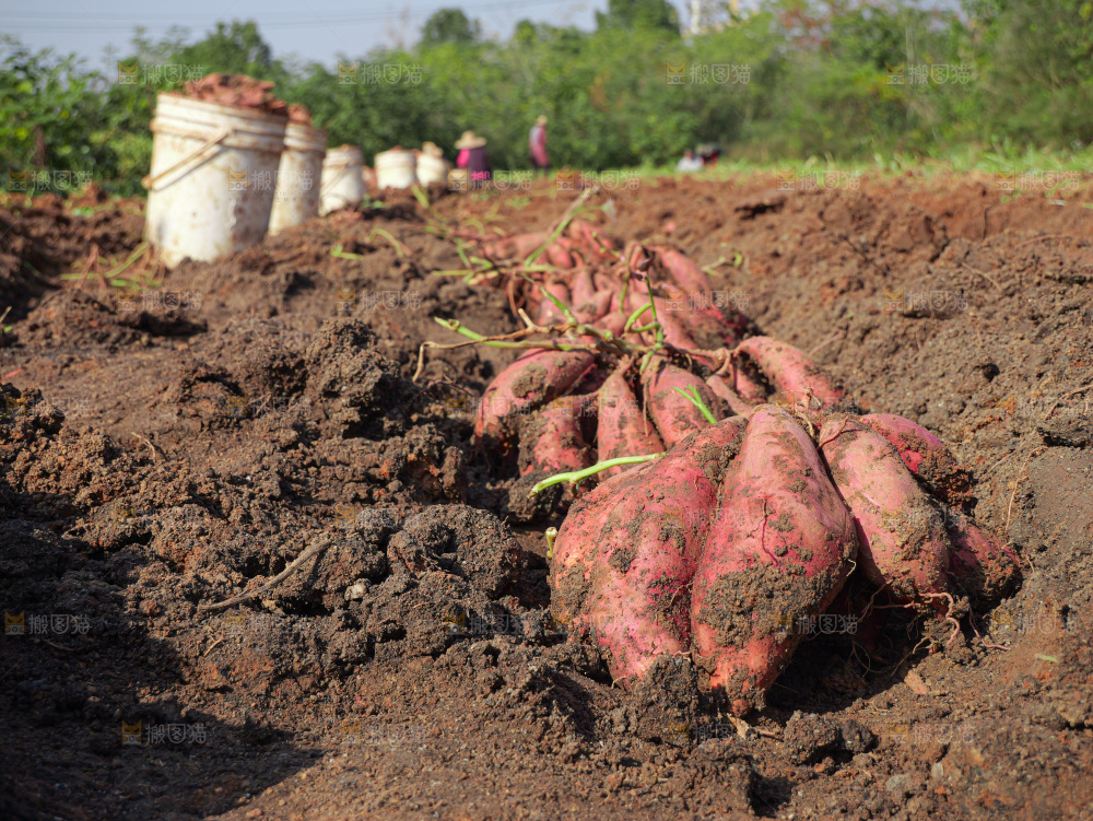 红薯