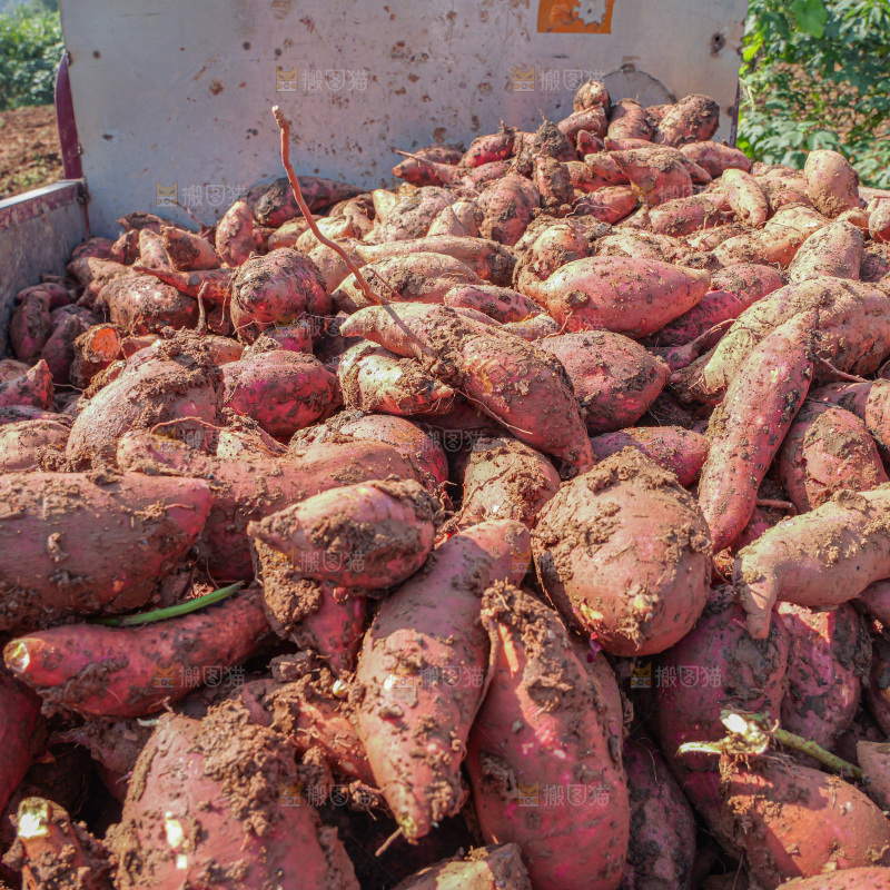 红薯
